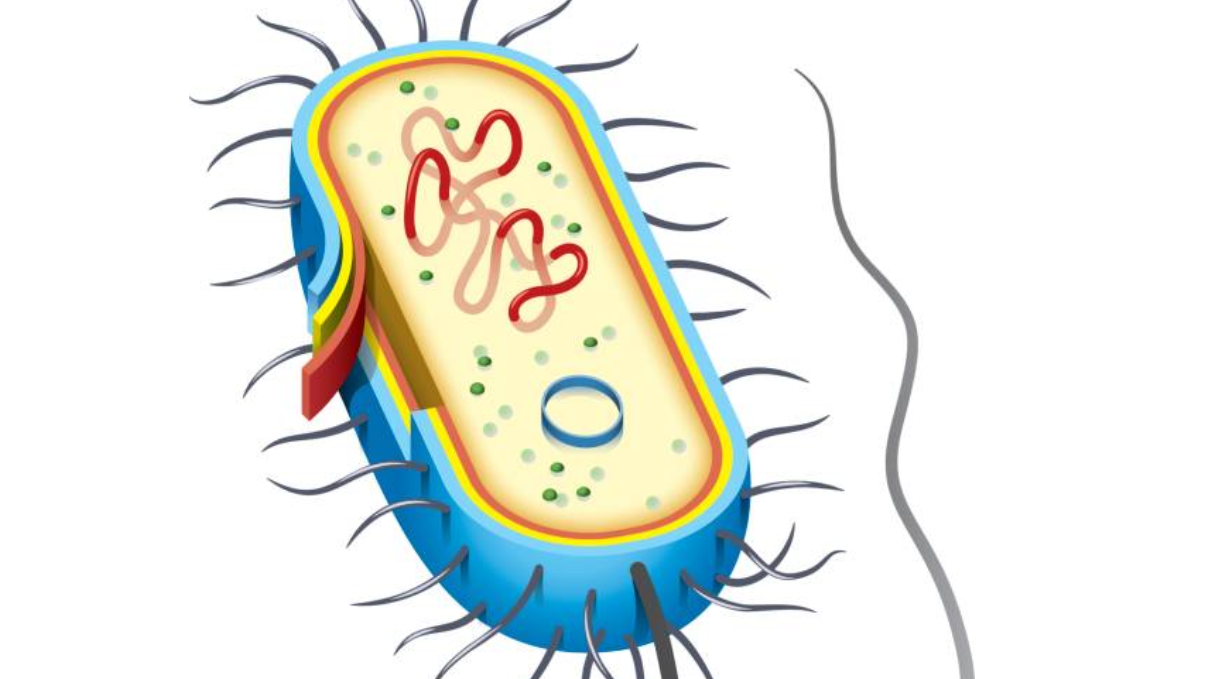 Definition of Transformation in Biology | Hudson Robotics